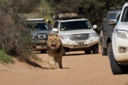 Lions are still walking the road