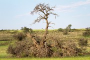 A lot of broken trees in the riverbed