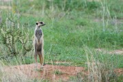 Meerkat on patrol