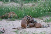 Squirls having a conference