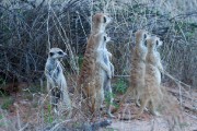 Meerkats beside our River front chalet at Mata Mata.