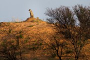 Cheetahs on the ridge