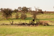 Burned tree remains