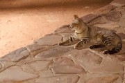 African Wild cat came to see what we were having for dinner