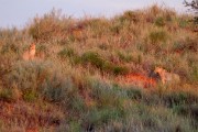 A lion pride at the Twee Riviern fence line at 6 am