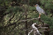 pale chanting goshawk