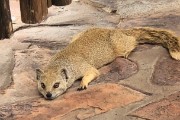A mongoose cooling down outside our room at Twee Rieviern