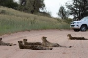 This is Zara and her 4 large cubs