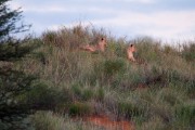 Lions in the morning again at the TR gate