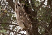 Verreaux's eagle-owl