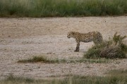 Leopard Nonisa at Marie se Gat waterhole