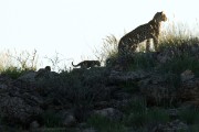 Miera with both cubs visible