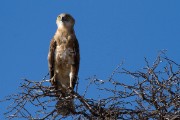 Black-chested eagle