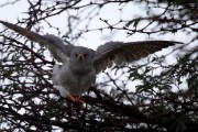 Pale chanting goshawk in the rain