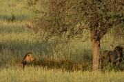 Lion brothers at Urikaruus