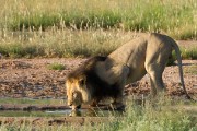 Getting a drink at the waterhole