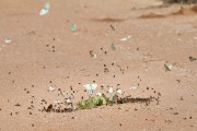 Butterflies and moths after a rain