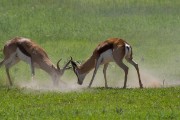 Springbok fighting