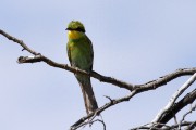 Swallow-tailed Bee-eater