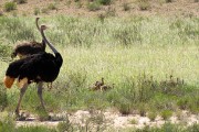 Ostriches with chicks
