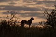 2 cheetah on the ridge going to Kieliekrankie at sunset