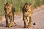 Lions like to walk the road at sunrise