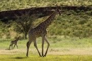 Newborn giraffe and mom