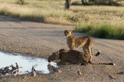 Cheetahs in the road near Melvlei