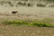 The cubs watched as mom chased a springbok