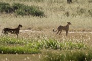 The cubs came out to see if breakfast was ready...it was not