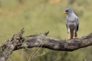 pale chanting goshawk