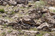 Fellow travelers saw a leopard go in this rock cave