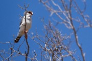 Pygmy Falcon