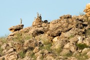 Meerkats on the ridge