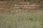 Leopard hunting squirrels