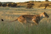 A lion was chasing a cheetah