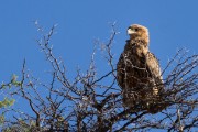 Tawny eagle