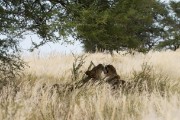 Lions out and about at noon