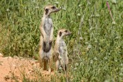 Meerkats