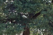 Can you see the leopard in the tree? Itumeleng?