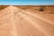 On the way to Fish River Lodge...locust