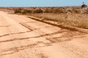 Millions of locusts on the move