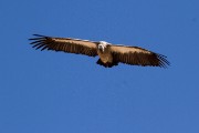 White backed vulture