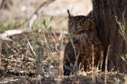 Spotted eagle owl