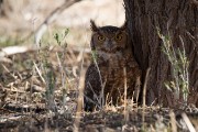 Spotted eagle owl