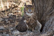 Spotted eagle owl