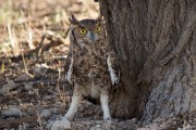 Spotted eagle owl