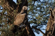 Martial eagle