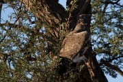 Martial eagle