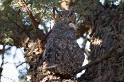 Spotted eagle owl